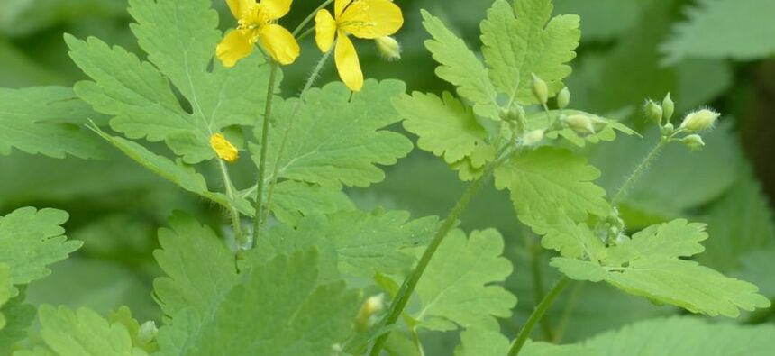 wart plant celandine